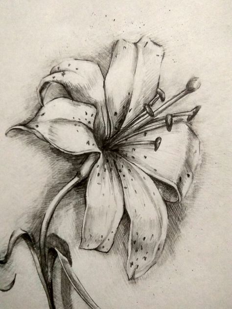 Flowers Graphite Drawing, Tonal Flower Drawing, Pencil Flower Drawings, Charcoal Flower Drawing, Flower Drawing Realistic, Flower Shading, Flower Sketch Pencil, Lily Drawing, Realistic Flower Drawing