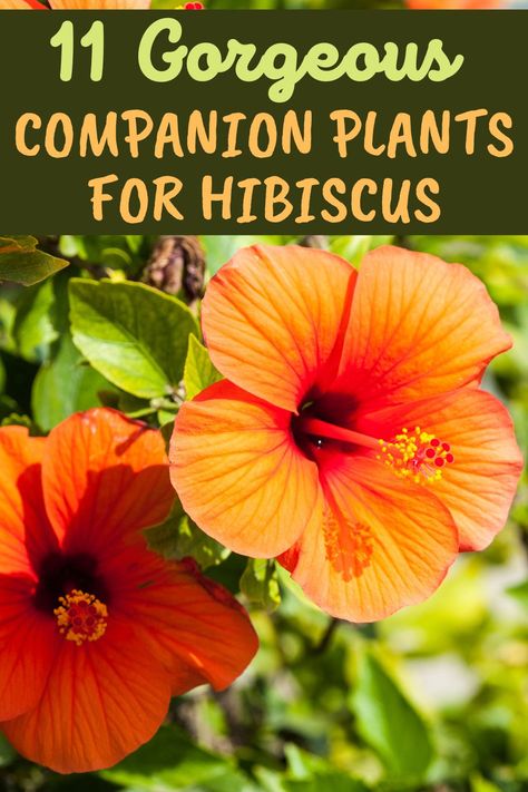 Hibiscus Planters Container Garden, Hibiscus Flower Garden Ideas, Hibiscus Container Garden, Potted Hibiscus Tree, Hibiscus In Landscaping, Hibiscus Flower Bed Ideas, Hibiscus Flower Landscaping Ideas, Hibiscus Container Ideas, Hardy Hibiscus Landscaping