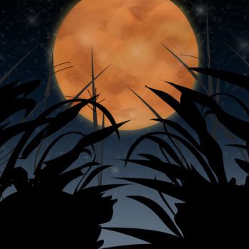 This is exactly what you’ll experience during the Full Corn Moon, according to your zodiac sign Corn Moon, Moon Zodiac, Moon Magic, Summer Crafts, Astronomy, Zodiac Sign, Zodiac Signs, Astrology, Corn