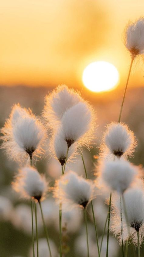 Good Evening Photos, Spring Flowers Wallpaper, Wildflowers Photography, Gorgeous Places, Dandelion Flower, Cute Flower Wallpapers, Winter Boho, Flower Phone Wallpaper, Elegant Flowers