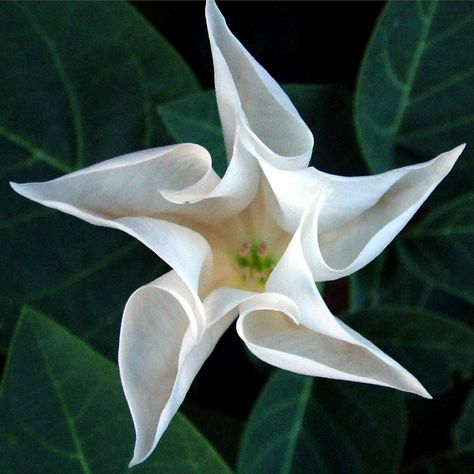 The delicate white Bush Moon Flower might be the perfect accent against deep green foliage. They have an amazing scent and they bloom at night! Matka Natura, Moon Garden, Unusual Plants, White Garden, Unusual Flowers, Rare Flowers, Unique Plants, Moon Flower, Pretty Plants