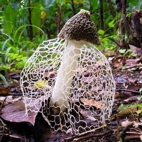 Veiled Lady Mushroom, Weird Mushrooms, Lady Mushroom, Veiled Lady, Lobster Mushroom, Mushroom Costume, Turmeric Vitamins, Weird Plants, Edible Mushrooms