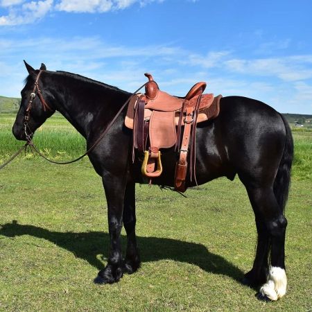 Andalusian Stallion For Sale In Wisconsin - Atlas - MyHorseForSale.com Equine Classifieds Free Rein Tv Show, Western Riding Tack, Andalusian Stallion, Western Pleasure Horses, Horse Sketch, Black Horses, Western Riding, Western Pleasure, Most Beautiful Horses