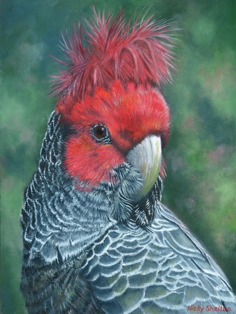 Australian Parrots, Bird Artists, Bird Costume, Affordable Artwork, Gang Gang, Australian Birds, Funny Birds, Animals Artwork, Australian Art