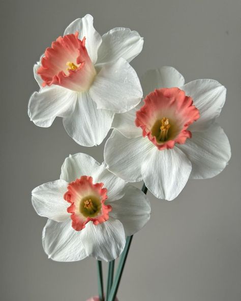 January Flowers, Flower Daffodil, Daffodil Flowers, Flowers Winter, Flower Types, Flower Blooming, April Flowers, Narcissus Flower, Daffodil Bulbs