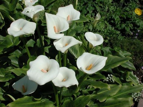 Lirio de agua, una planta acuática Calla Lily Bulbs, Big Leaf Plants, African Plants, Tropical Garden Design, Lily Bulbs, Back Garden Design, Flower Bulbs, Spring Flowering Bulbs, Lily Bloom