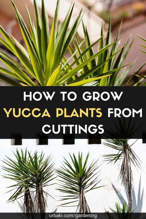 Yucca Garden Landscaping, Yucca Landscaping, Yucca Plant Outdoor, Yucca Plant Landscaping, Yukka Plant, Yucca Plant Care, Plants From Cuttings, Best Plants For Shade, Yucca Filamentosa