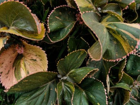 Acalypha Copper Plant Info - Tips On Growing Copper Leaf Plants Copper Plant, Green Things, Copper Leaf, Leaf Plant, Copper Coins, Beautiful Plants, Plant Painting, Plant Cuttings, Universal Orlando