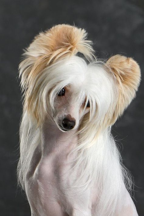 Andrey Ershov publish photo Hairless Dogs, Chinese Crested Puppy, Small Creatures, Hairless Dog, Chinese Crested Dog, Toy Dogs, Purebred Dogs, Chinese Crested, Russia City