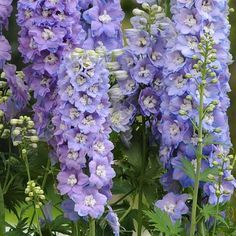 Delphinium Guardian Lavender Lavender Delphinium, Trailing Petunias, Perennial Flower, Blue And Purple Flowers, Flower Farmer, Cut Flower Garden, Spring Plants, Planting Roses, How To Attract Hummingbirds