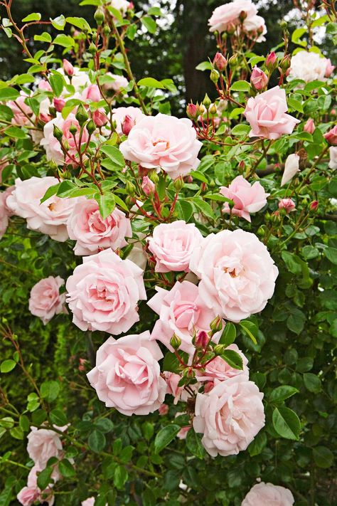 pink-new-dawn-roses-2937cc98 When To Prune Roses, Spring Flowering Trees, Pruning Plants, Growing Blackberries, Pruning Roses, Types Of Hydrangeas, Pruning Fruit Trees, Broadleaf Evergreen, Hydrangea Bloom