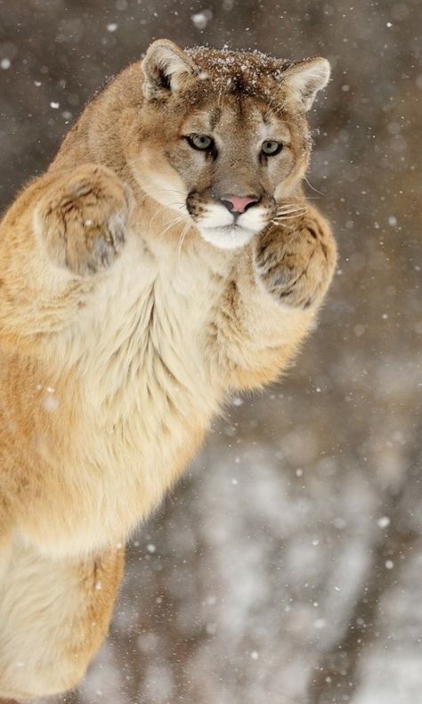 480x800 Wallpaper puma, snow, jump, winter Pumas Animal, Winter Wallpaper Hd, Lion Wallpaper Iphone, 480x800 Wallpaper, Mountain Lions, Look Wallpaper, Tiger Illustration, Cat Jokes, Lion Wallpaper