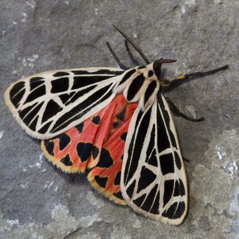 coffeenuts: Virgin Tiger Moth (Grammia virgo)_6024 by Eric Gofreed on Flickr Colorful Moths, Tiger Moth, Moth Caterpillar, Cool Bugs, Beautiful Bugs, Creepy Crawlies, Arthropods, Arachnids, Bugs And Insects