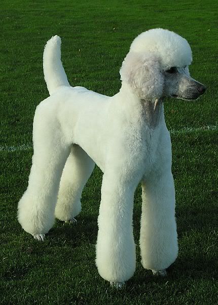 modern clip poodle groom More Poodle Groom, Anjing Poodle, Poodle Hair, Poodle Haircut, Dog Grooming Styles, Poodle Cuts, White Poodle, Puppy Cut, Poodle Grooming