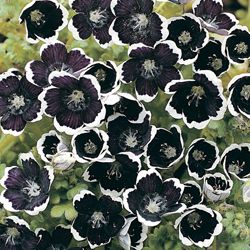 Baby's In Black, Nemophila Mensiesii Spooky Plant, Petunia Tattoo, Goth Garden, Gothic Garden, Black Garden, Dark Flowers, Moon Garden, Image Ideas, Black And White Flowers