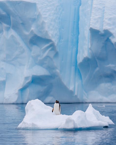 Part two, the final part, of my Antarctica story is now live on my blog (link in bio)! There were many epic moments during this trip. So many even, that I could have written an endless amount of pages about the experience I had. It’s a place you have to see for yourself to believe it’s real. To see, smell, and feel Antarctica, all of that combined was an experience that really poured oil onto the fire that is my drive to explore and photograph. I really hope that translates in the story I hav... Epic Moments, The Fire, My Blog, Link In Bio, The Story, Drive, In This Moment, Feelings, Photographer