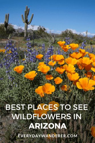 A Guide to Arizona Wildflowers - Everyday Wanderer Arizona Hikes, Hiking Arizona, Arizona Wildflowers, Travel Arizona, Southwest Travel, Arizona Vacation, Arizona Road Trip, Arizona Hiking, Arizona Travel