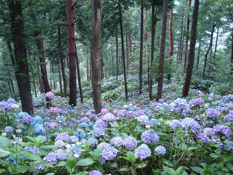 JAPAN - July 18-31 2007 175 | A view from the path we were f… | Flickr Hydrangea Hedge, Hydrangea Landscaping, Gothic Garden, Hydrangea Garden, Container Gardening Flowers, Perennial Shrubs, Shade Perennials, Backyard Lighting, Garden Cottage