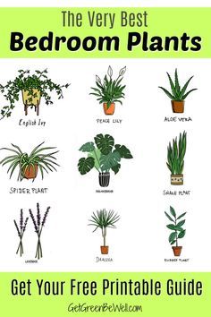 Free Printable with the Best Bedroom Plants for Better Sleep tonight! These are the inexpensive and pretty plants you want to add to your bedroom to clean the air give off oxygen and absorb toxins. #greenliving #naturalliving #natural #toxins #toxinfree #allnaturalliving #houseplants #plants #bedroomdesign #bedroom Best Bedroom Plants, Botany Books, Plants Pictures, Best Plants For Bedroom, Interesting Plants, نباتات منزلية, Best Bedroom, Grow Plants, Inside Plants