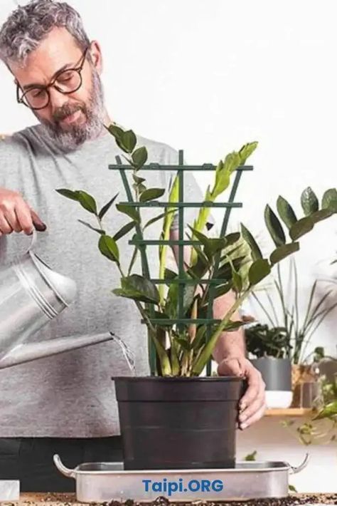 Why is My ZZ Plant Leaning? - The American Indoor Plants Informer Zz Plant, Indoor Plants, Plants