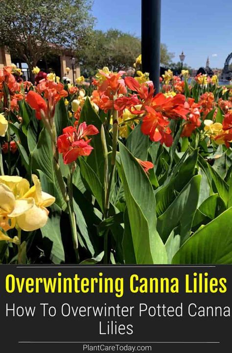 Canna lilies are perennial bulbs or rhizomes that can be overwintered in pots. Learn how to store potted canna lilies during the winter. Saving Canna Bulbs, Over Wintering Canna Lilies, How To Over Winter Cannas, Overwinter Canna Lilies, Canna In Pots, Cannas In Containers Pots, Cana Lily In Pots, Cannas In Pots, Canna Lily Container Pots