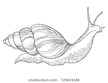 Vector drawing of Achatina snail or African giant land snail in the conical shell in black isolated on white background. Hermaphrodite gastropod mollusk in contour style for fauna coloring book. Snail Drawing, Snail Tattoo, Giant African Land Snails, Snail Art, Snail Shell, Fish Drawings, Desenho Tattoo, Mushroom Art, Animal Sketches