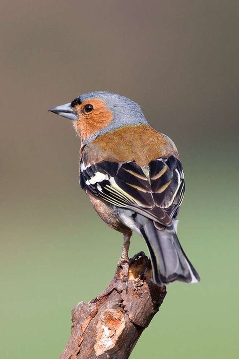 Male chaffinch British Birds, British Birds Photography, Chaffinch Bird, Uk Wildlife, Bushtit Bird, British Wildlife Illustration, Golden Cheeked Warbler, Chaffinch, Scottish Countryside