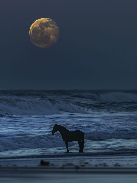 Spirit Animal Aesthetic, Wild Horse Aesthetic, Equitation Aesthetic, Horse Beach, Wild Horses Photography, الفن الرقمي, Love Horses, Horse Wallpaper, Horse Aesthetic