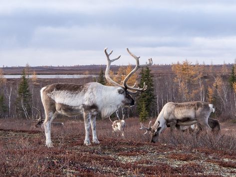 Reindeers in Yamal tundra Tundra Village, Tundra Animals, Nordic Travel, Everyday Life, Reindeer, Moose Art, Russia, Lake, Photo And Video