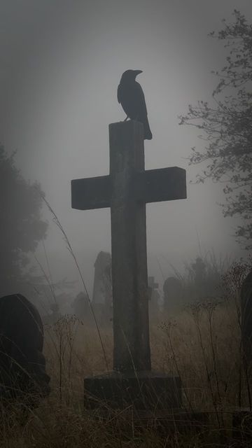 Pete on Instagram: "Misty  . . .  #crows #misty #foggy #cemetery #graveyard #cemeterywildlife #wildlife #birdstagram #corvids #cemeterybeauty #gravestone" Misty Graveyard, Foggy Cemetery, Crows, Graveyard, Cemetery, Pokemon, On Instagram, Quick Saves, Instagram