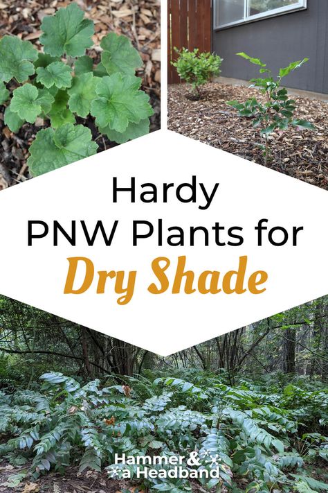 Hardy PNW Plants That Grow in Dry Shade Gardens Garden Under Tree, Pnw Plants, Pnw Garden, Pacific Northwest Garden, Dry Shade Plants, Caring For Plants, Northwest Landscaping, Washington House, Native Plant Gardening