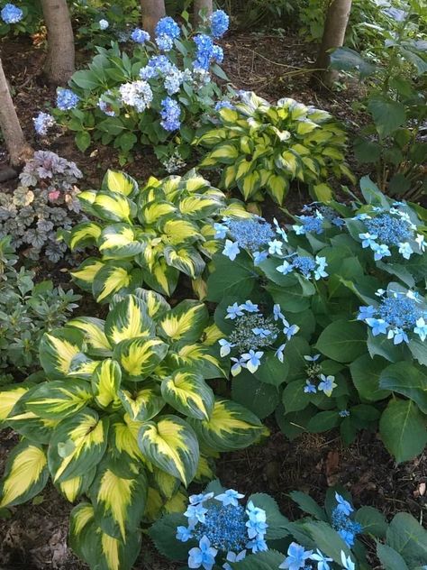 Mountain Hydrangea, Garden Tricks, Garden Landscaping Diy, Hydrangea Landscaping, Shade Garden Design, Front Yards Curb Appeal, Garden 2023, Garden Goals, Landscaping Diy