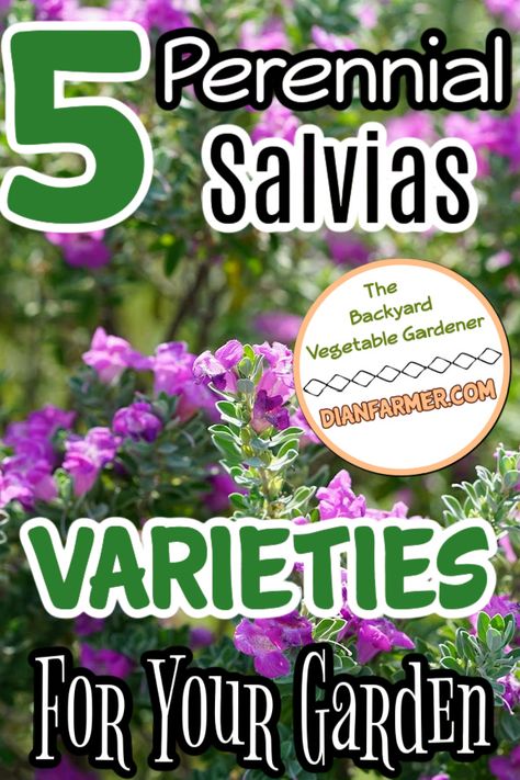 Perfect for lovers of vibrant colors and easy-care plants. #GardenGoals #Salvias #Perennials

https://dianfarmer.com/what-is-salvias/
#pottedgarden #lovegardening #gardentips #gardenlife #gardensofinstagram #gardeningismytherapy #garden #zone #homegrown #nature #veggiegarden #urbangardening #gardenersofinstagram Perennial Salvia, Salvia Plants, Easy Vegetable Recipes, Vegetable Garden For Beginners, Homestead Gardens, Thrifty Thursday, Natural Fertilizer, Easy Care Plants, Garden Recipes