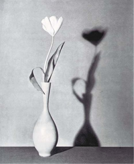 Artwork by Robert Mapplethorpe, Flower (Tulip), Made of photogravure Robert Mapplethorpe Photography, Dutch Still Life, Irving Penn, Still Life Artists, Still Life Images, Robert Mapplethorpe, Still Life Flowers, Shadow Photography, Still Life Photos