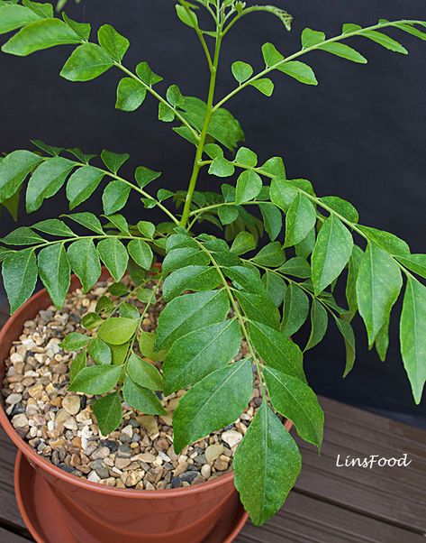 Curry Leaf Plant Types Of Curry, Growing Plants From Seeds, Curry Leaf Plant, Plant Herbs, Braised Chicken Breast, Curry Leaf, Plant Bugs, Plant Wishlist, African Cooking