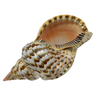 One of the most coveted species of the shell collector, this beautifully detailed Pacific Triton shell will grace any decor. The thick shell and detailed design will mystify, as will the long and pointed spire. These are also called Trumpet shells, as in days gone by when the pointed end would be cut off and the shell was used as a musical instrument. | Highland Dunes Parris Atlantic Triton Shell Stone in Brown/Gray, Size 9.0 H x 5.0 W x 5.0 D in | Wayfair | Home Decor Giant Clam Shell, Shell Sculpture, Giant Clam, Bold Art, Clam Shell, Conch Shell, Stone Houses, Animal Figurines, Nature Design