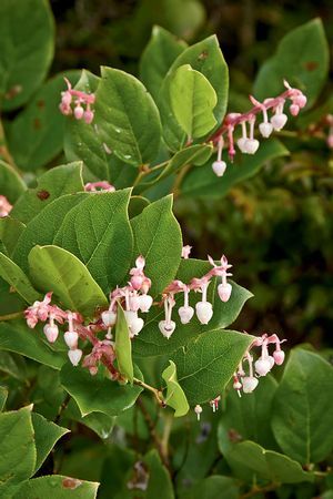 Gaultheria shallon | Salal. 1-5 feet tall and wide. Supports birds, bees, and ladybugs. Likes part-sun to shade and moist soils. Berries are edible, although some like them more than others ;) Salal Berries, Salal Plant, Gaultheria Shallon, Woodland Backyard, Bungalow Garden, Wilderness Tattoo, Portland Garden, Sleeve Inspiration, Native Landscaping