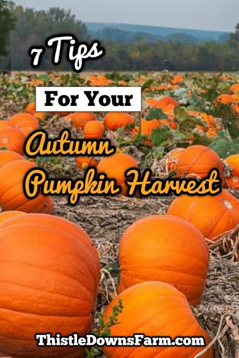 Starting A Pumpkin Patch Business, Harvesting Pumpkins, Pumpkin Patch Business, Pumpkin Patch Farm, Raising Farm Animals, Pumpkin Garden, Pumpkin Harvest, Growing Pumpkins, Farm Business