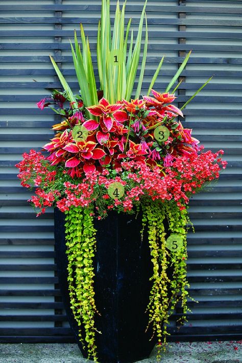 #CompleteLandscapingService www.completelandscapingservice.com We can help you achieve this look for your commercial property. Front Porch Flower Pots, Front Porch Flowers, Summer Planter, Porch Flowers, Container Garden Design, Creeping Jenny, Red Plants, Container Gardening Flowers, Flower Pots Outdoor