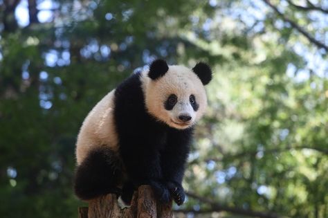 14 Things To Do In Ueno - Your Japan Ueno Zoo, Giant Pandas, Giant Panda, Panda Bear, Animal Kingdom, Art Museum, Japan, Animals, Pandas