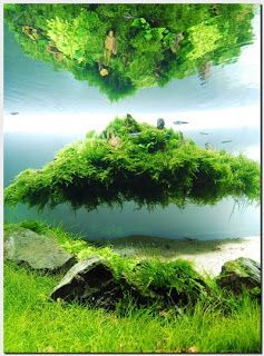 Manage your freshwater aquarium, tropical fishes and plants Amazing Aquariums, Aquascape Design, Aquatic Garden, Aquarium Terrarium, Aquarium Landscape, Live Aquarium Plants, Aquatic Turtles, Floating Island, Nature Aquarium