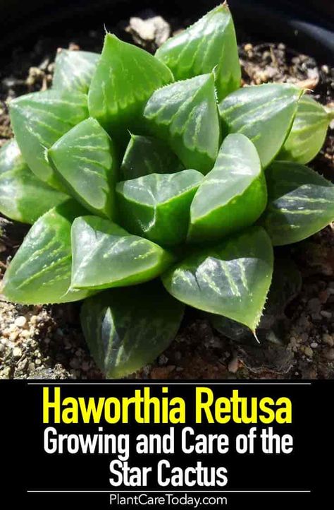 Haworthia Retusa (star cactus) small popular succulent, slow-growing short rosette of thick, triangular leaves, grown on window sills or cactus gardens. It’s a perennial plant and can last many years, provided the right plant care tips are followed. [DETAILS] Panda Plant, Haworthia Succulents Care, Haworthia Propagation, Haworthia Succulents, Small Cactus Plants, Star Aloe Plant, Hawthornia Succulent, Star Cactus, How To Grow Cactus