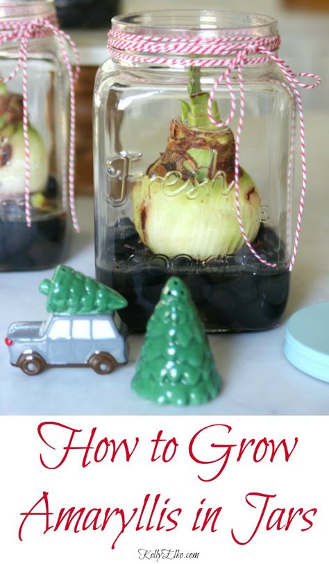 How to Grow Amaryllis Jars - these make the perfect DIY gift for Christmas! kellyelko.com #amaryllis #christmas #plants #giftideas #diygifts Amaryllis Care, Amaryllis Plant, Glass Cookie Jars, Flower Pot Design, Amaryllis Bulbs, Christmas Plants, Jar Diy, Pot Designs, Winter Diy