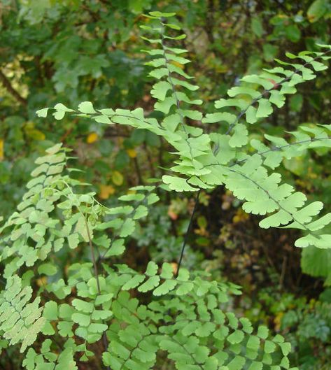 Adiantum Pedatum, Maidenhair Fern, Courtyard Garden, Spreads, Fern, Garden Plants, Soil, North America, Herbs