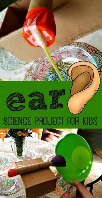 Are you learning about the human body for kids? As we are learning about the five senses in our anatomy lessons we decided to learn more about our amazing ears and how they hear sound. This model of ear for school project is a simple way for kids to understanding how the human ear works while creating a ear model project. Try this easy human body project with preschool, pre-k, kindergarten, first grade, 2nd grade, 3rd grade, and 4th grade students. Human Body Experiments, Human Body Homeschool, Science Project For Kids, Human Body Science Projects, Project Science, Middle School Chemistry, Anatomy Science, Science Experiments Kids Elementary, Human Body Projects