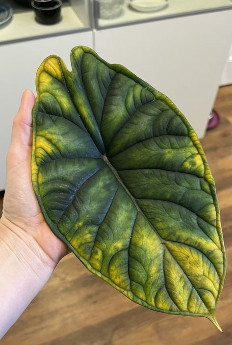 Alocasia Plant Varieties, Alocasia Plant, Plant Maintenance, Scale Insects, Leaf Photography, Fresh Eucalyptus, Carnivorous Plants, Yellow Leaves, Natural Home