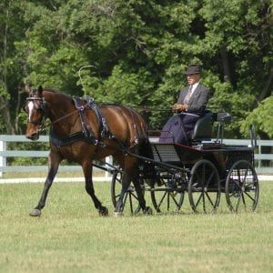 Half Halts And Transitions ~ Coachman's Delight Carriage Driving Attire, Hackney Horse, Horse Drawn Carriage, Horse Cart, Carriage Driving, Welsh Pony, Horse Harness, Beautiful Horse Pictures, Horse Inspiration