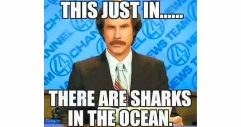 Funny Shark memes for Shark Week 2022. We are sharing our favorite memes about sharks as well as facts, pop culture fun and more. Get hooked & share the memes! Shark Week Memes, Jaws Meme, Shark Week Period, Shark Meme, Beach Memes, Shark In The Ocean, Childhood Fears, Wonder Pets, Funny Shark