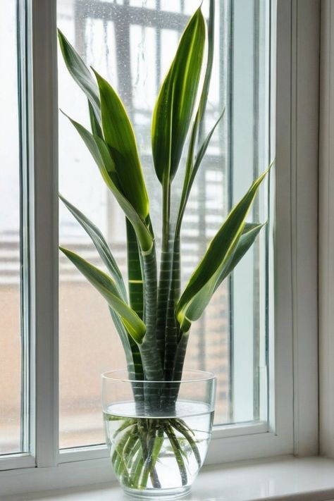 7 Tactics To Grow Snake Plant In Water Snake Plant In Water Vase, Snake Plants In Water, Snake Plant In Water, Snake Plant Propagation, Beautiful Houseplants, Plant In Water, Garden Paradise, Snake Plants, Creative Diy Projects