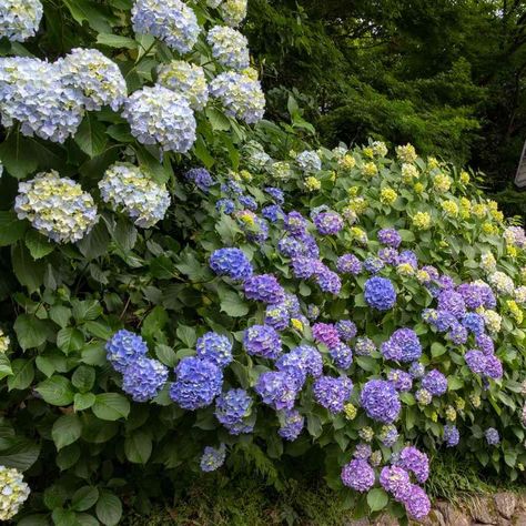 Avoid placing these plants next to hydrangeas if you want your beautiful blooms to flourish. Our experts list flowers, trees, vegetables, and herbs which prefer other soil types or need different care. Some even emit chemicals that are harmful to hydrangeas and other flowers. Hydrangea Standard, Best Time To Plant Hydrangeas, Incredible Hydrangea, When To Plant Hydrangeas, Hydrangea Bloomstruck, Hydrangea Species, Soil Types, Hydrangea Leaves, Hydrangea Care